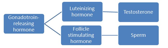 Cycle of Testosterone Production