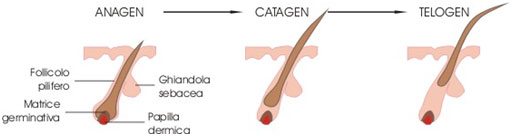 Hair Growth Cycle