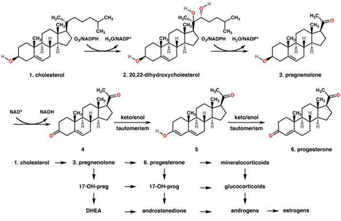 Link between Cholesterol and Testosterone Levels