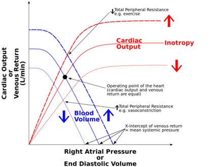 Ways HGH Affects Heart